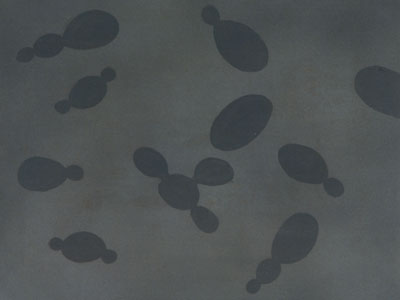Gomez-Perales, Flocculation