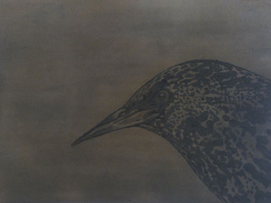 Gomez-Perales, Hunger of the Starlings, right