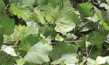 Juan L. Gomez-Perales, Food for Starlings