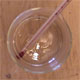 Juan L. Gomez-Perales, Yeast video
