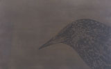 Juan L. Gomez-Perales, Hunger of the Starlings